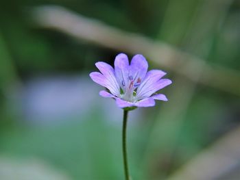 Close-up of flower growing outdoors