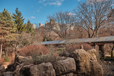 Plants growing on rock by building against sky