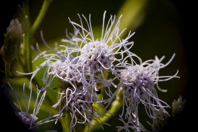 Close-up of flowers