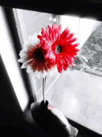 Close-up of red flowers