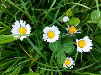 Close-up of white daisy flowers