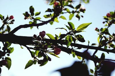 Low angle view of leaves on tree