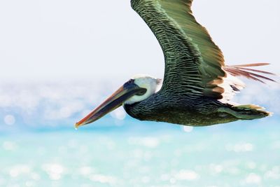 Close-up of pelican flying over sea against sky