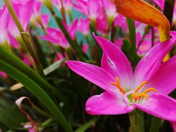 Close-up of pink flowers blooming outdoors