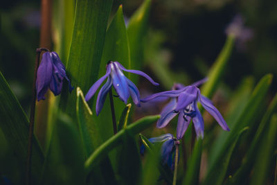 Close-up of purple flowering plant on field