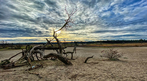 Bare tree on field against sky during sunset