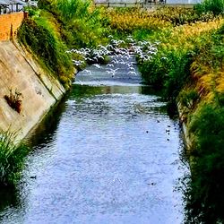 River flowing amidst trees