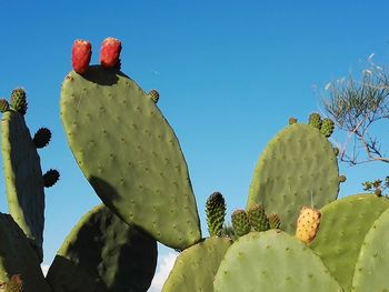 Low angle view of prickly pear cactus against clear sky