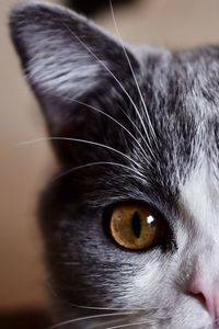 Close-up portrait of a cat