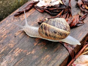 High angle view of snail on wood