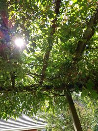 Low angle view of trees against sunlight