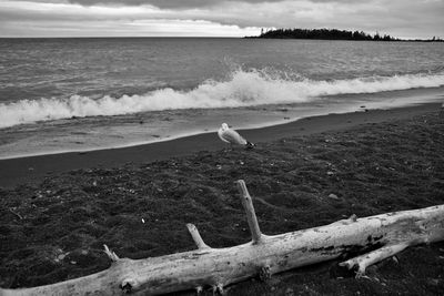 Seagull perching on a beach