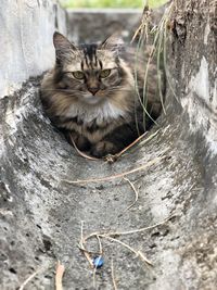 High angle portrait of cat sitting outdoors