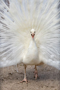 A singing white peacock with a loose tail.