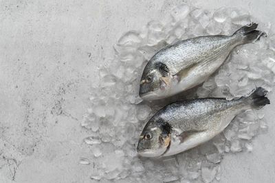 High angle view of fish on snow