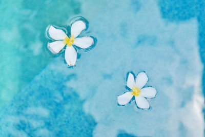 Close-up of white flowering plant