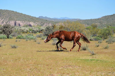 Horse standing in a field