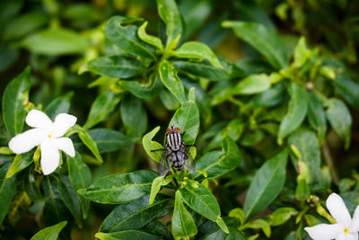 Close-up of insect on plant