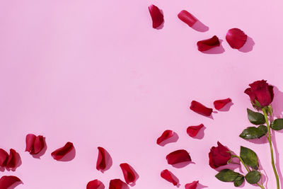 Red roses and petals on pink background