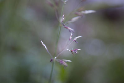 Close-up of plant