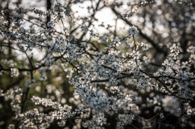 Close-up of cherry blossom tree