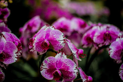 Close-up of pink flowering plant