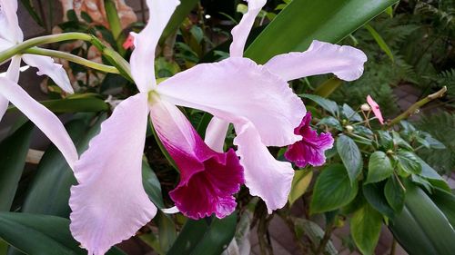 Close-up of pink flowers