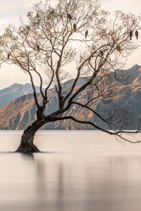 Bare tree amidst lake with mountains in background