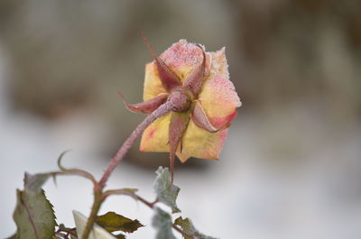 Close-up of plant