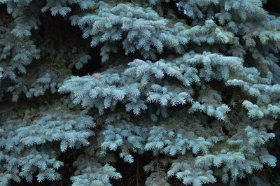 Frozen tree branches during winter