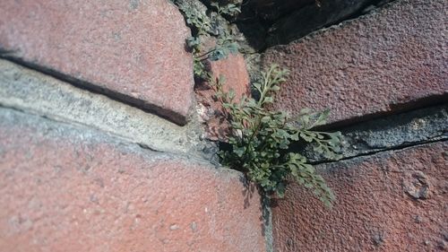 Low angle view of ivy on tree