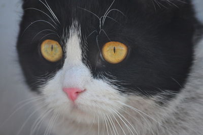 Close-up portrait of cat