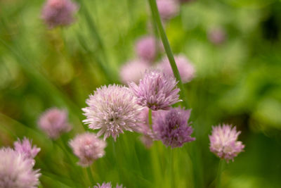 Close-up of pink flowering plants