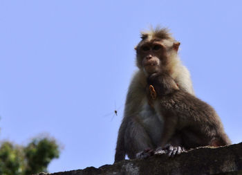 Low angle view of monkey sitting against clear sky
