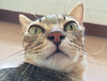 Close-up portrait of a cat