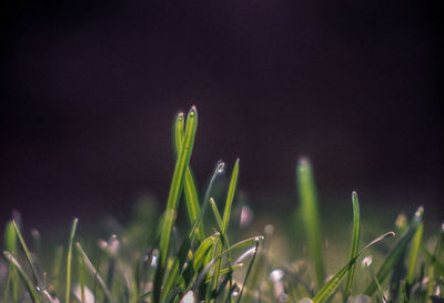 Close-up of plant growing on field