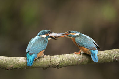 Close-up of bird perching on branch