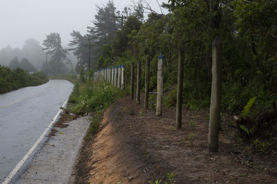 Two-way road in rural area with trees in foggy day. no car