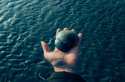 Close-up of hand holding clams