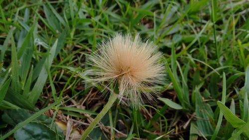 Close-up of white flower on field