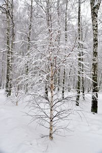 Snow covered land and trees in forest