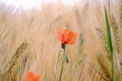 Close-up of poppy growing on field