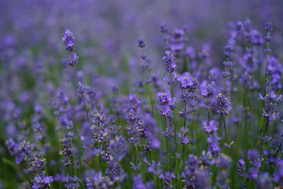 Close-up of purple flowering plants on field