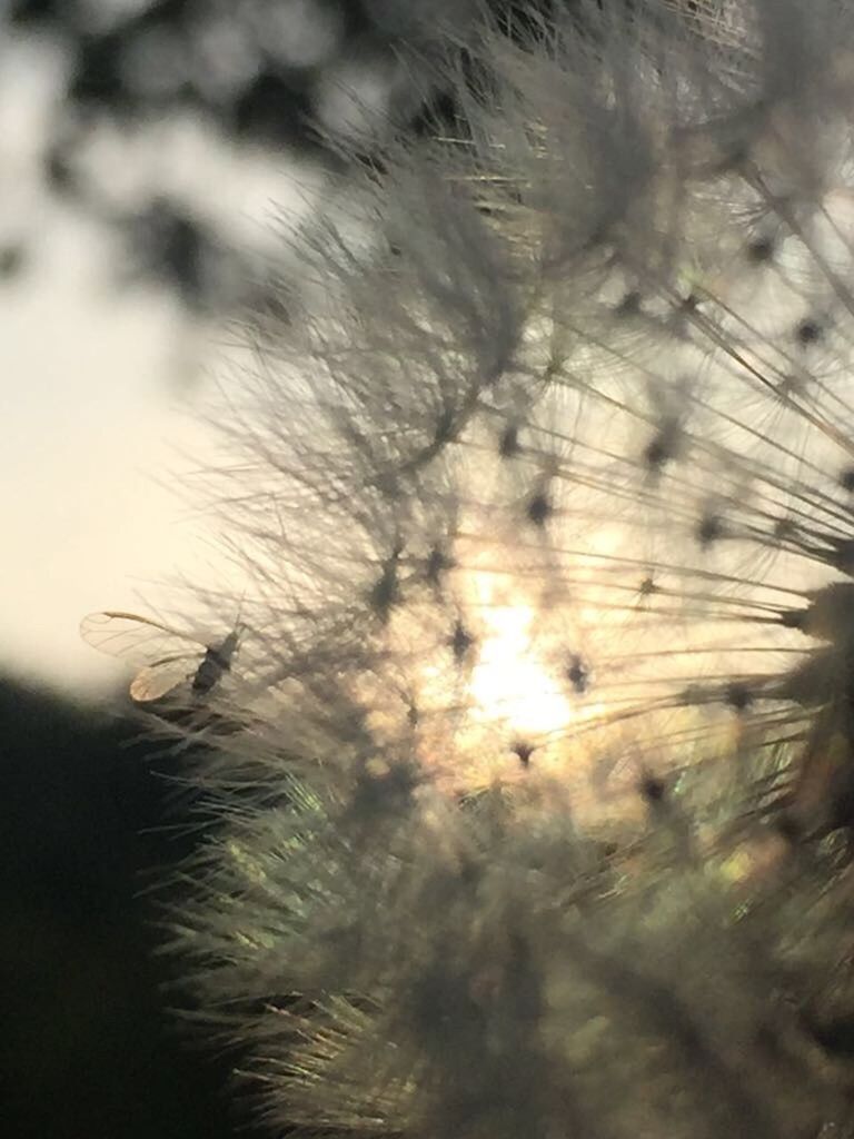 CLOSE-UP OF DANDELION ON TREE