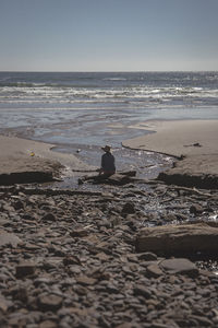 Rear view of man on beach against clear sky