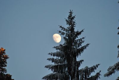 Low angle view of frozen trees against moon in sky at dusk