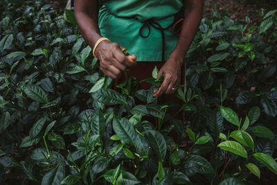 Midsection of woman holding leaves on field