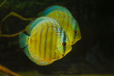 Close-up of fish swimming in water