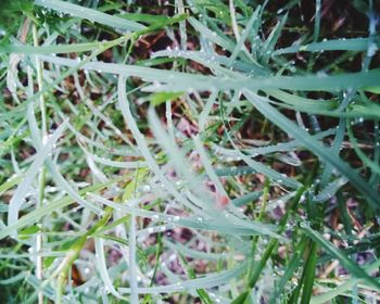 Full frame shot of plants growing on field