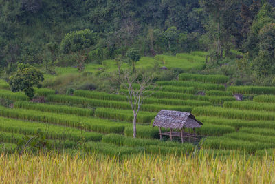 Scenic view of rice field against sky